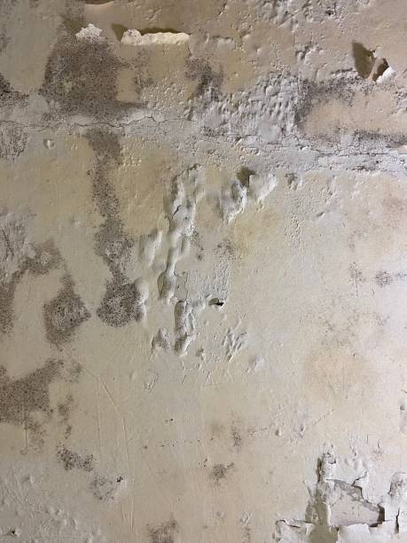 Best Office Mold Removal Services  in Pantego, TX