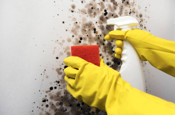 Best Commercial Mold Removal  in Pantego, TX